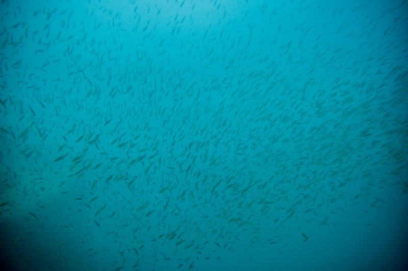 Cyprichromis sp. 'dwarf jumbo' Nondwa Point